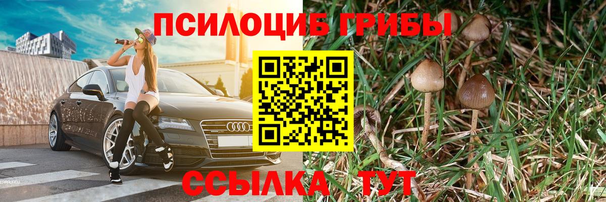 Галлюциногенные грибы Psilocybine cubensis Каменка